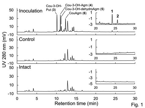 hplc results|how to analyse hplc results.